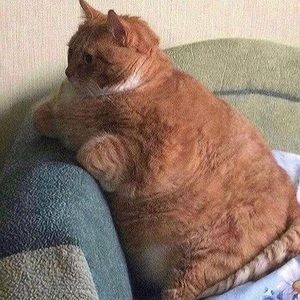 Meet your Posher, Trang